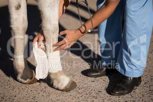 Low section of female vet bandaging horse leg