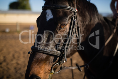 Close up of horse