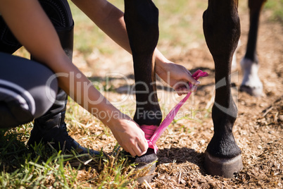 Low section of woman trying fabric strap on horse leg