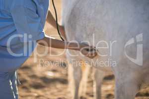 Midsection of vet examining horse at barn