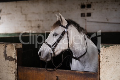 Close up of white horse