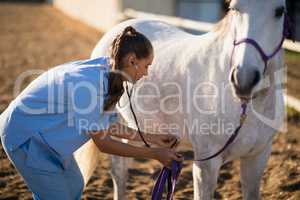 Side view of female veterinarian checking horse