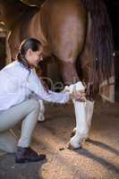 Side view of female vet bandaging horse leg