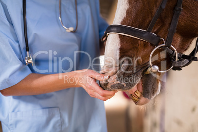 Mid section of female vet checking horse teeth