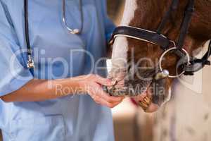 Mid section of female vet checking horse teeth