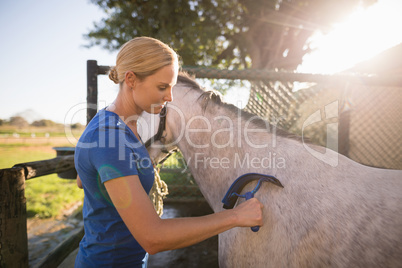 Jockey cleaning horse with sweat scraper at barn
