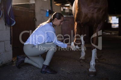 Female vet examining horse leg in stable