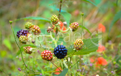 Bunch of blackberries.