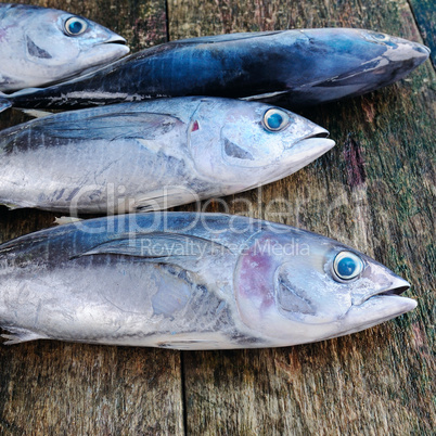 Fish wooden background