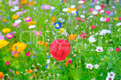 blurred background of flowers and herbs