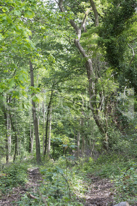 Wald im Hochformat