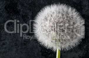 Closeup of inflorescence of dandelion