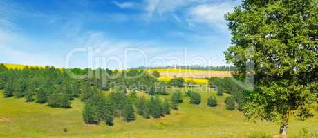 Picturesque rolling fields and spruce forest