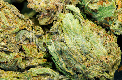 Marijuana background texture closeup.