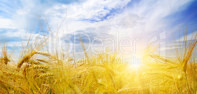 wheat field and sun in blue sky