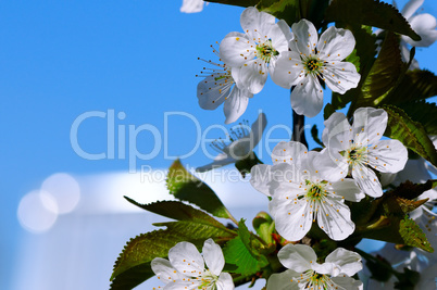 Blossoming cherry against the blue sky.