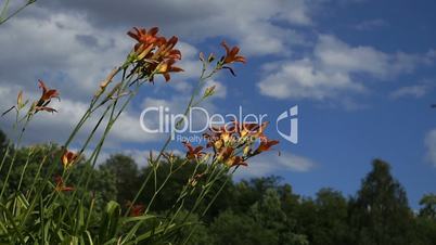 Blooming Orange Lily flowers in the city park