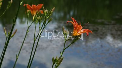 Blooming Orange Lily flowers in the city park