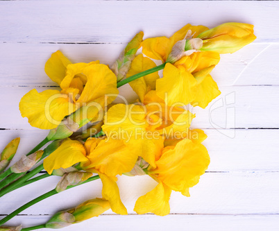 Bouquet of yellow blossoming irises