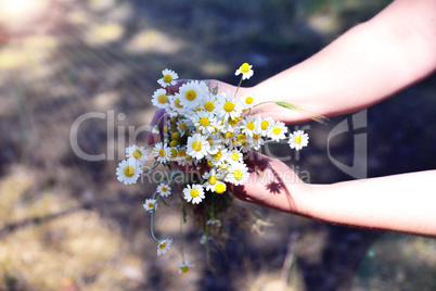 Bouquet of white field chamomiles in female hand