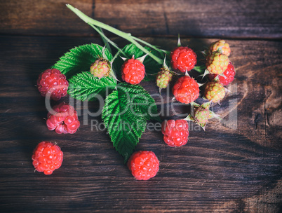 branch of raspberry with ripe and unripe berries