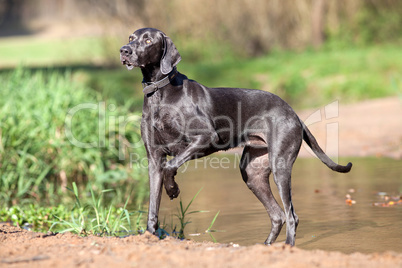 Weimaraner Hund im Wasser auf der Jagd