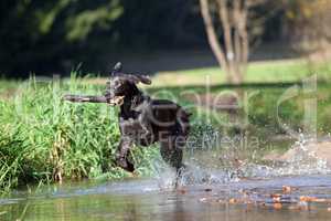 Weimaraner Hund im Wasser bringt Stock