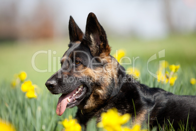 Schöner Deutscher Schäferhund in Blumen Wiese