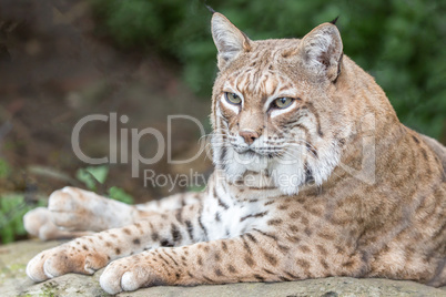 Bobcat (Lynx rufus californicus) resting on a rock and posing.