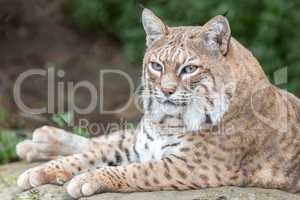 Bobcat (Lynx rufus californicus) resting on a rock and posing.