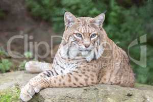 Bobcat (Lynx rufus californicus) resting on a rock and posing.