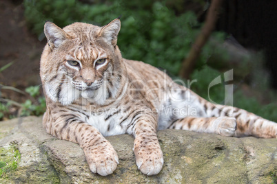 Bobcat (Lynx rufus californicus) resting on a rock and posing.
