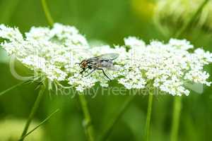 Stubenfliege, Musca domestica, auf Blüte einer wilden Karotte