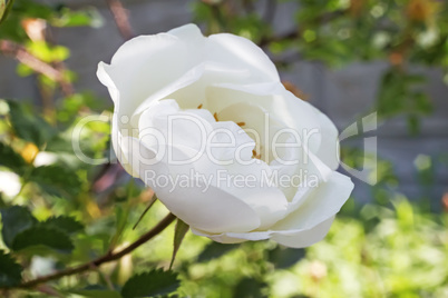 Blooming white rose in the garden.