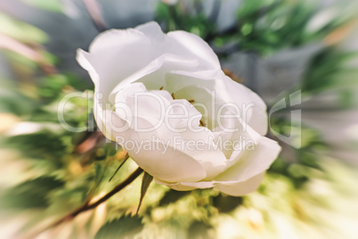 Blooming white rose in the garden.