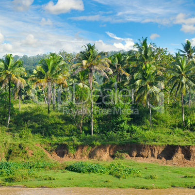 Tropical palm forest and sky