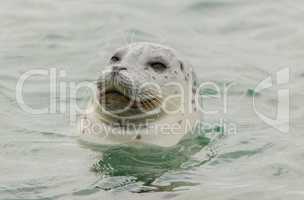 Curious Harbor Seal (Phoca vitulina) in the Pacific Ocean.