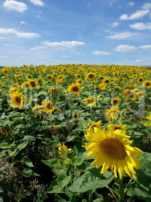 Sonnenblumenfeld