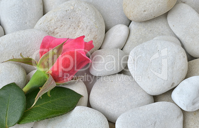 Rose auf Stein