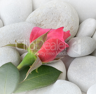 Rose auf Stein