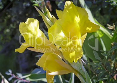 Flower yellow iris in the garden.