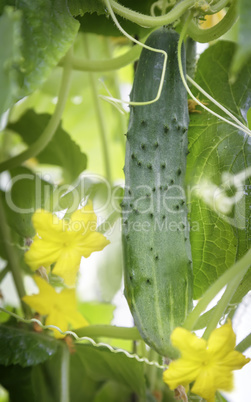 Maturing in the greenhouse cucumber.