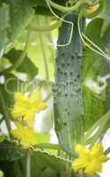 Maturing in the greenhouse cucumber.