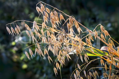 Ripened ears of oats in the field