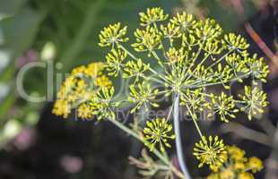 Fennel (Foeniculum vulgare) flowers closeup background. Green natural background with flowers of dill, macro photo