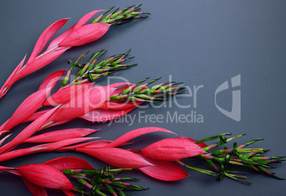Blooming branch of bilbergia with red flowers