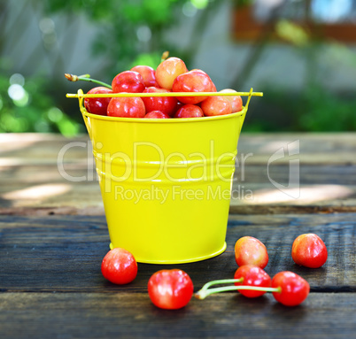 Ripe red cherry in a yellow iron bucket