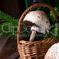 parasol mushroom (Macrolepiota procera or Lepiota procera)