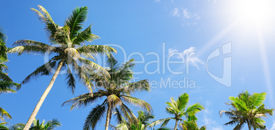 palm trees against the blue sky and sun