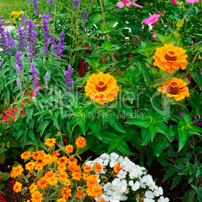 background of bright garden flowers